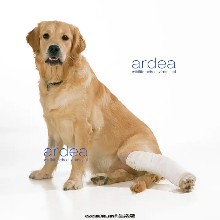 : DOG - Golden Retriever sitting with bandaged leg : DOG - Golden Retriever sitting with bandaged leg