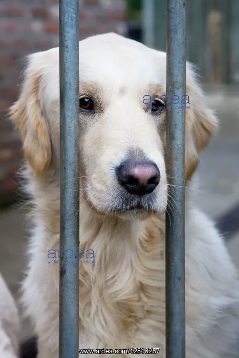  : Dog - Golden Retriever sitting down behind bars