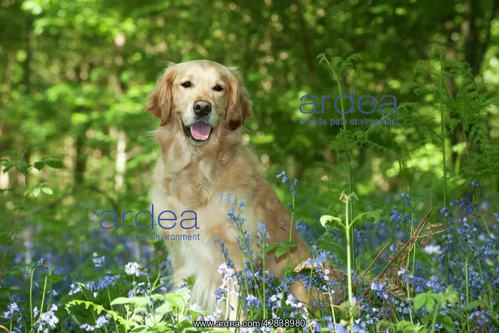 : DOG - Golden retriever sitting in bluebells : DOG - Golden retriever sitting in bluebells