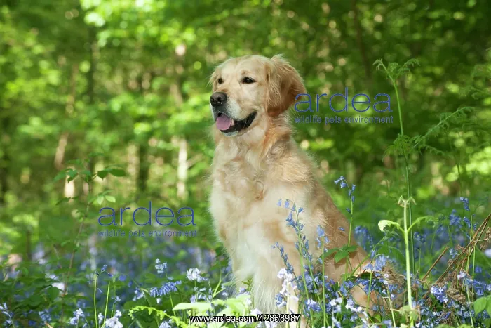 : DOG - Golden retriever sitting in bluebells : DOG - Golden retriever sitting in bluebells