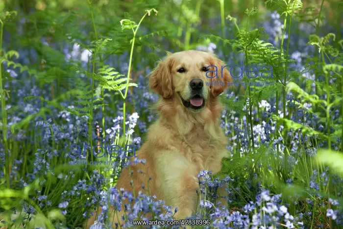 : DOG - Golden retriever sitting in bluebells : DOG - Golden retriever sitting in bluebells