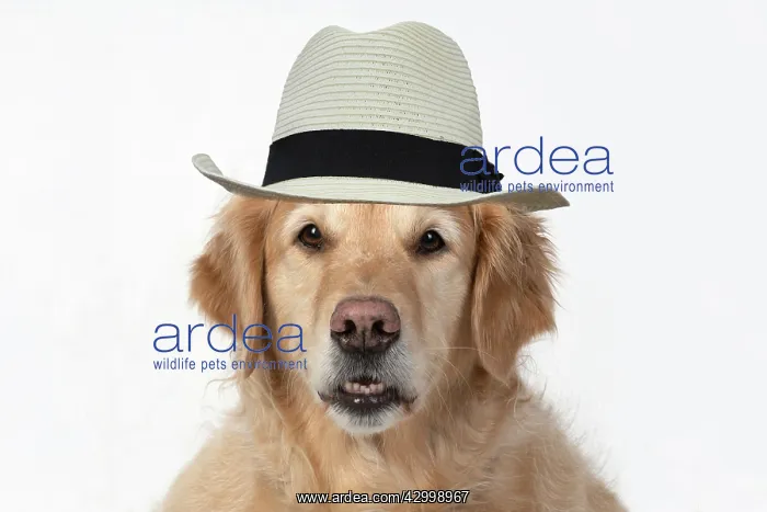 : DOG. Golden Retriever, sitting head & shoulders : DOG. Golden Retriever, sitting head & shoulders