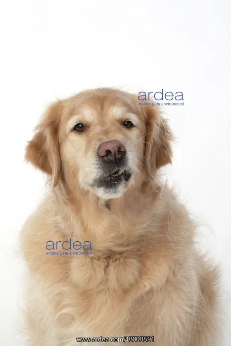 : DOG. Golden Retriever, sitting head & shoulders : DOG. Golden Retriever, sitting head & shoulders