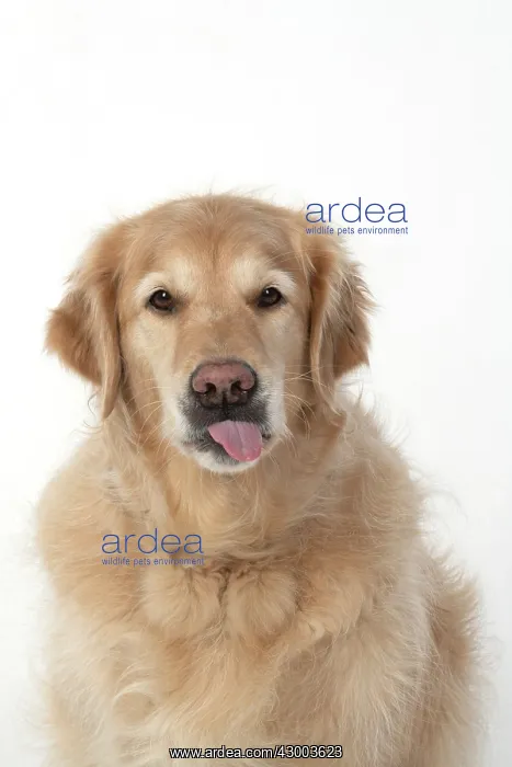 : DOG. Golden Retriever, sitting head & shoulders : DOG. Golden Retriever, sitting head & shoulders