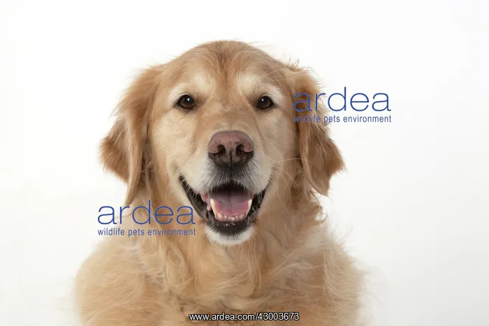 : DOG. Golden Retriever, sitting head & shoulders : DOG. Golden Retriever, sitting head & shoulders