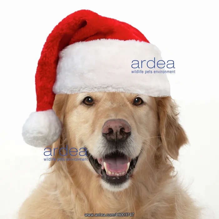  : DOG. Golden Retriever, sitting head & shoulders