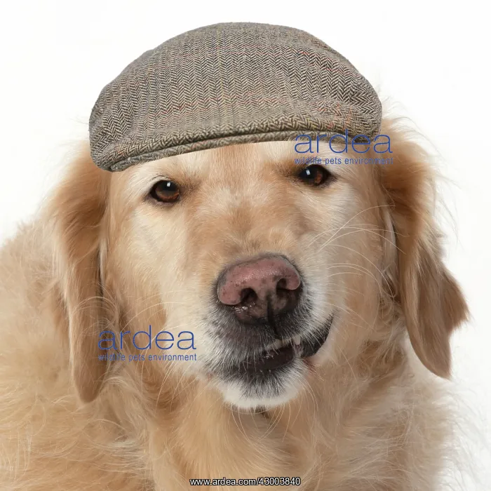  : DOG. Golden Retriever, sitting head & shoulders