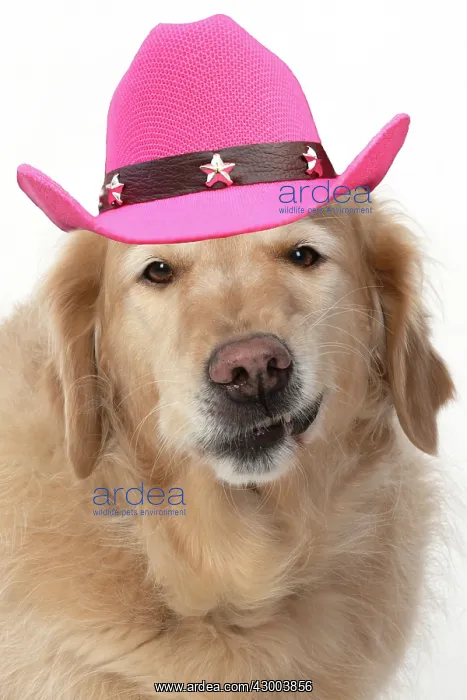 : DOG. Golden Retriever, sitting head & shoulders : DOG. Golden Retriever, sitting head & shoulders