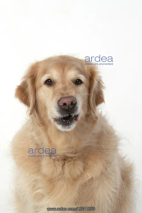 : DOG. Golden Retriever, sitting head & shoulders : DOG. Golden Retriever, sitting head & shoulders