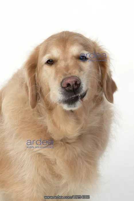 : DOG. Golden Retriever, sitting head & shoulders : DOG. Golden Retriever, sitting head & shoulders