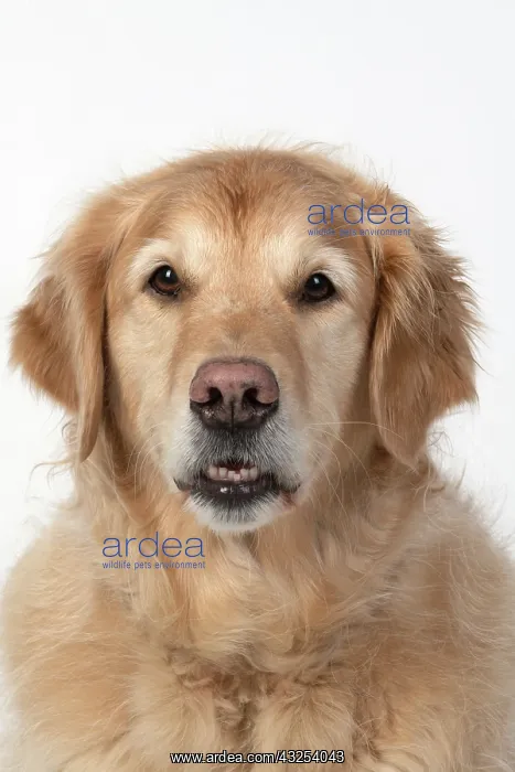 : DOG. Golden Retriever, sitting head & shoulders : DOG. Golden Retriever, sitting head & shoulders