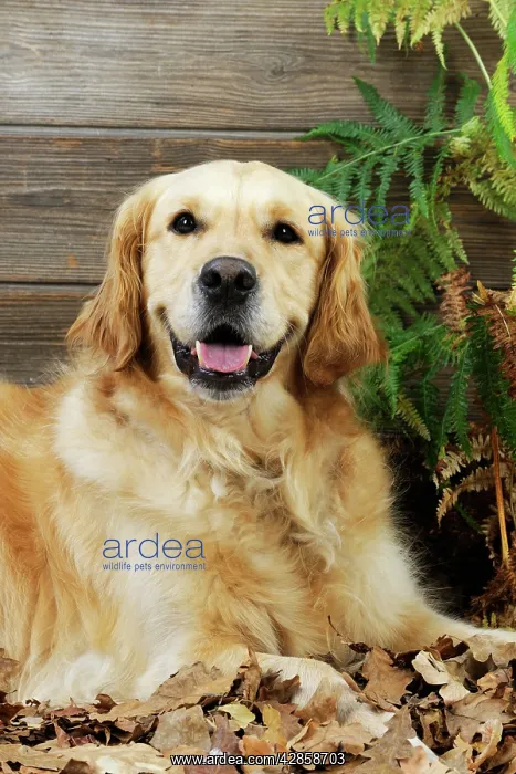 : DOG. Golden retriever sitting in leaves : DOG. Golden retriever sitting in leaves
