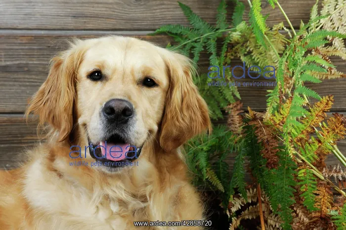 : DOG. Golden retriever sitting in leaves : DOG. Golden retriever sitting in leaves