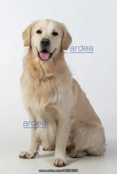 : DOG. Golden Retriever, sitting looking at camera : DOG. Golden Retriever, sitting looking at camera