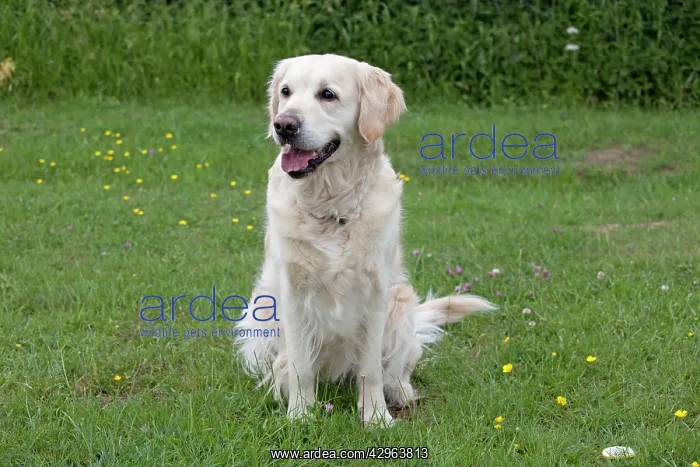 : Dog - Golden Retriever - sitting with mouth open : Dog - Golden Retriever - sitting with mouth open