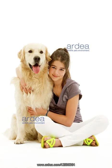 : Dog - Golden retriever sitting in studio being : Dog - Golden retriever sitting in studio being