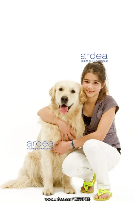 : Dog - Golden retriever sitting in studio being : Dog - Golden retriever sitting in studio being