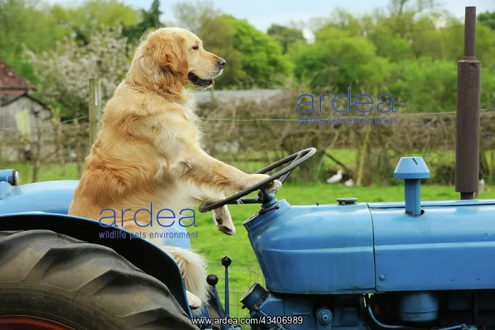  : DOG. Golden retriever sitting on tractor