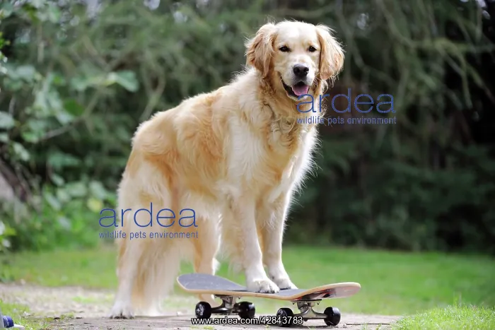 : DOG. Golden retriever on skateboard : DOG. Golden retriever on skateboard
