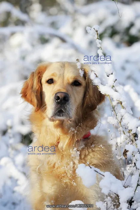 : DOG. Golden retriever in the snow : DOG. Golden retriever in the snow