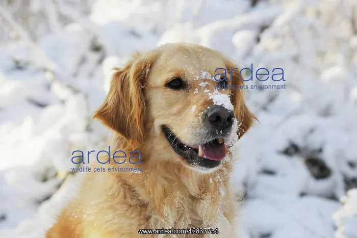 : DOG. Golden retriever with snow on head : DOG. Golden retriever with snow on head