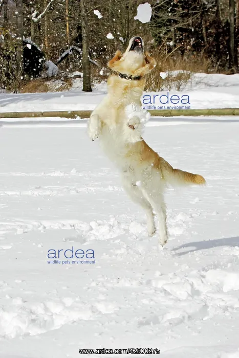 : Dog - Golden Retriever - in snow - leaping to catch snowball : Dog - Golden Retriever - in snow - leaping to catch snowball