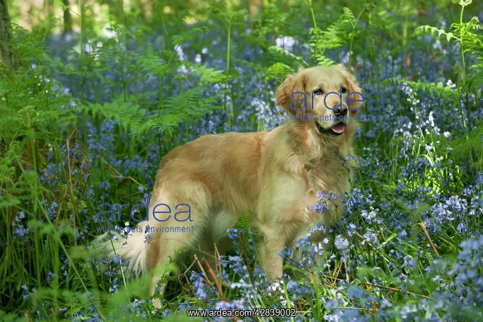  : DOG - Golden retriever standing in bluebells