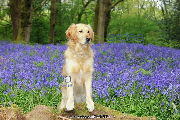 : DOG. Golden retriever standing in bluebells : DOG. Golden retriever standing in bluebells