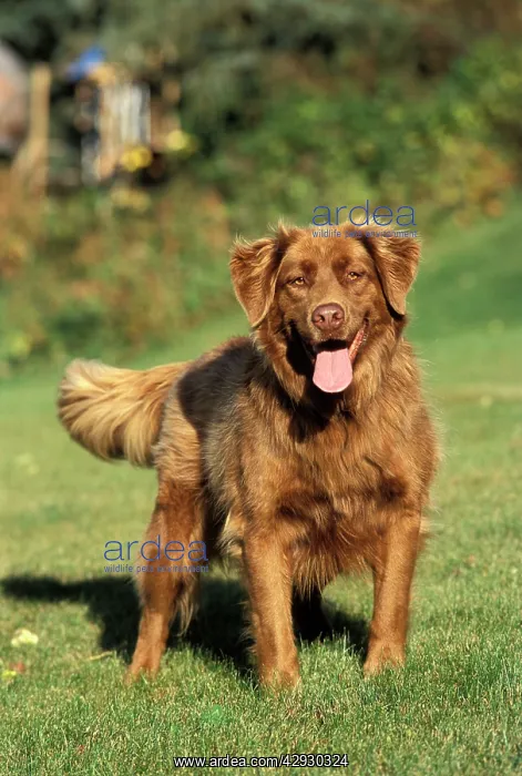  : Dog - Golden Retriever standing in garden