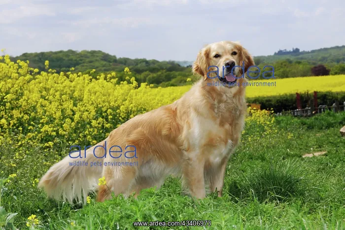 : DOG. Golden retriever standing in front of oil seed rape : DOG. Golden retriever standing in front of oil seed rape