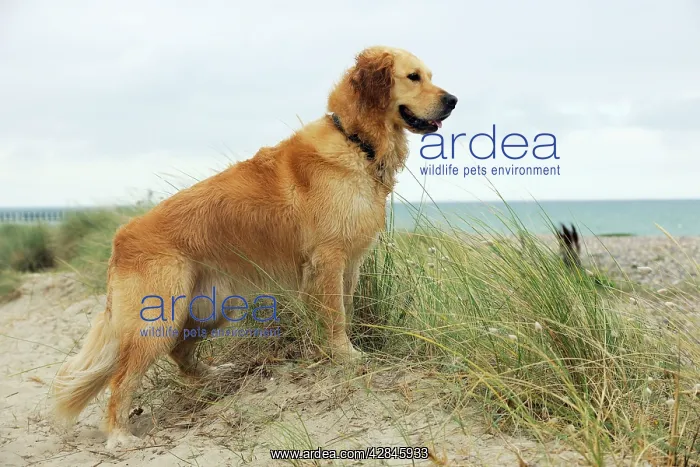 : DOG. Golden retriever standing on sand dune : DOG. Golden retriever standing on sand dune