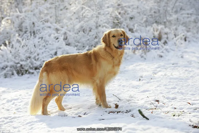 : DOG. Golden retriever standing in the snow : DOG. Golden retriever standing in the snow