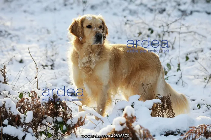 : DOG. Golden retriever standing in the snow : DOG. Golden retriever standing in the snow