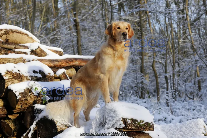 : DOG. Golden retriever standing on snow covered logs : DOG. Golden retriever standing on snow covered logs