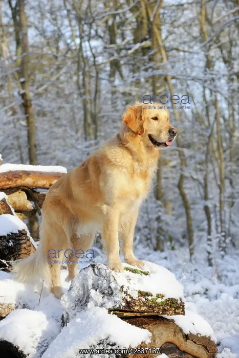: DOG. Golden retriever standing on snow covered logs : DOG. Golden retriever standing on snow covered logs