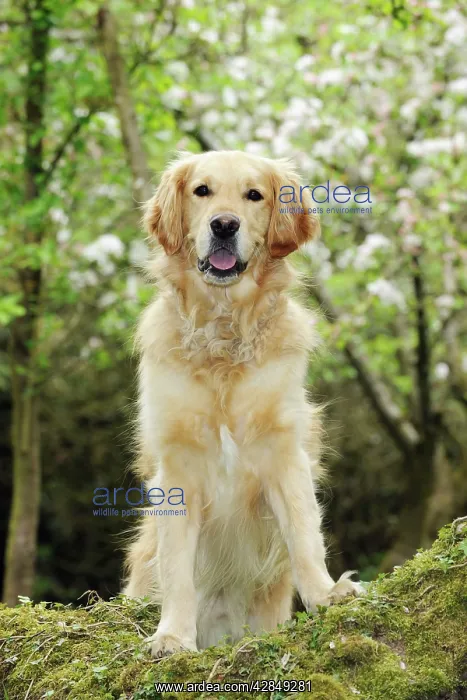 : DOG. Golden retriever standing on tree root : DOG. Golden retriever standing on tree root