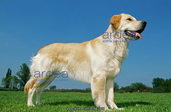 : DOG - Golden RETRIEVER stands : DOG - Golden RETRIEVER stands