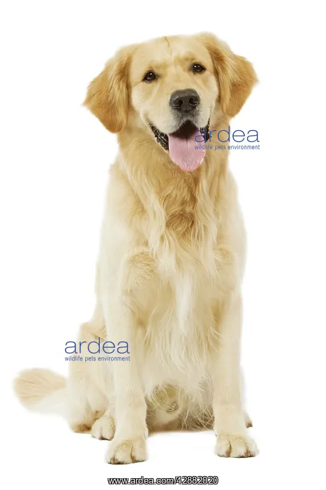 : Dog - Golden Retriever in studio : Dog - Golden Retriever in studio