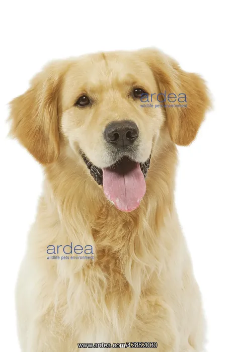 : Dog - Golden Retriever in studio : Dog - Golden Retriever in studio
