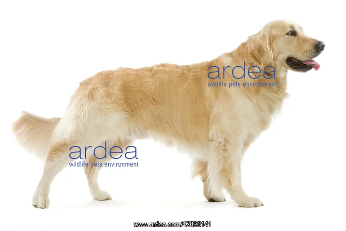  : Dog - Golden Retriever in studio