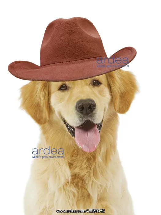 : Dog - Golden Retriever in studio wearing a Cowboy hat : Dog - Golden Retriever in studio wearing a Cowboy hat