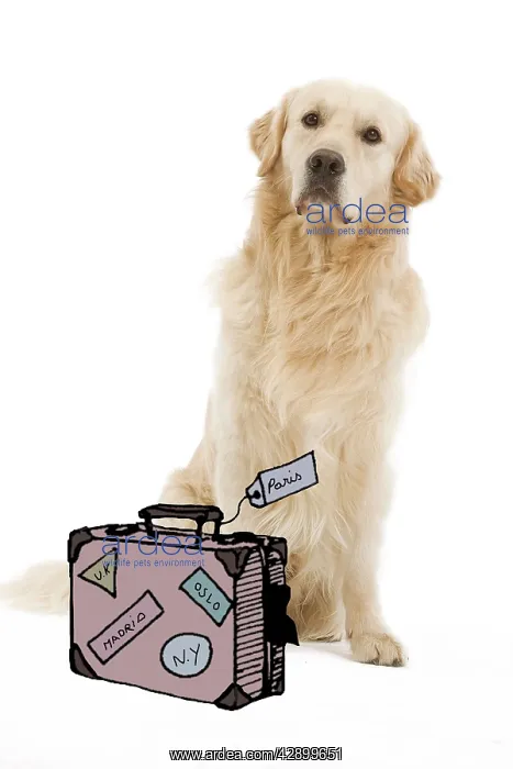 : Dog - Golden retriever with suitcase
