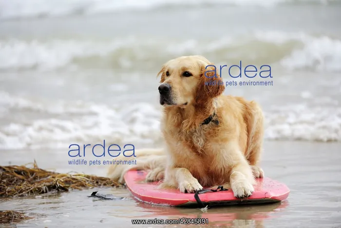  : DOG. Golden retriever on surf board