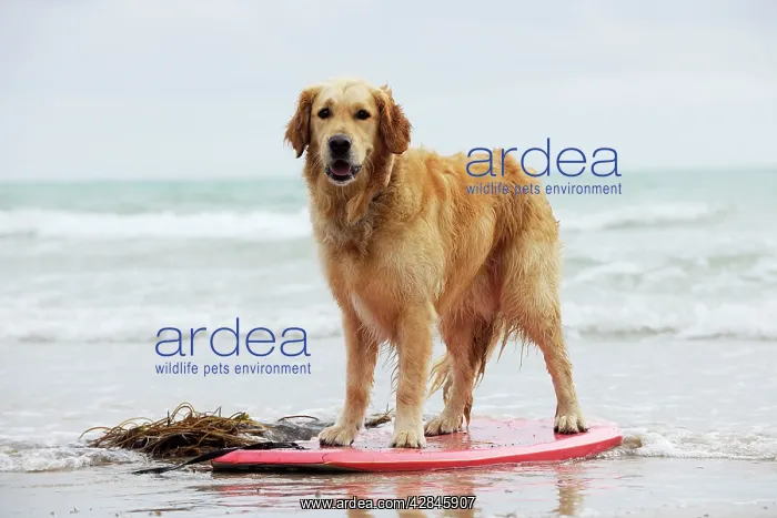  : DOG. Golden retriever on surf board