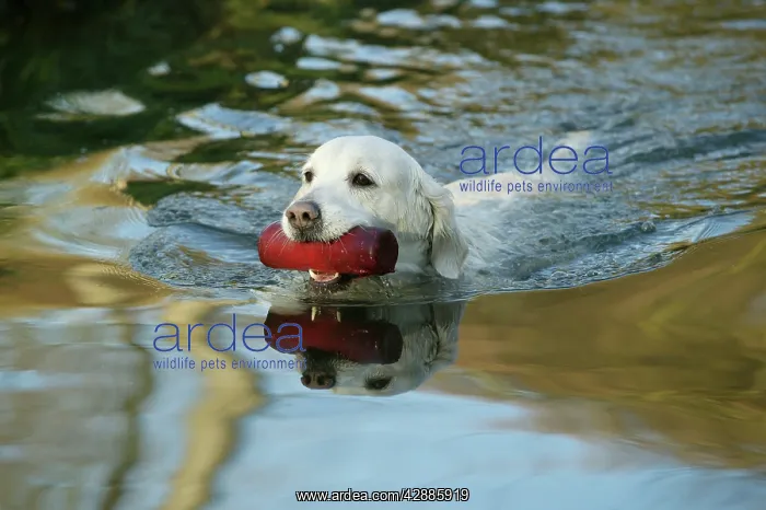 : Dog - Golden Retriever, swimming in water, retrieving toy : Dog - Golden Retriever, swimming in water, retrieving toy
