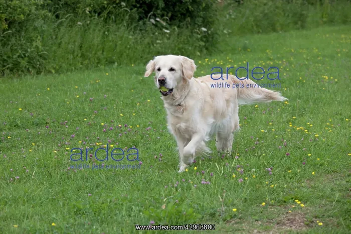 : Dog - Golden Retriever - with tennis ball in mouth : Dog - Golden Retriever - with tennis ball in mouth