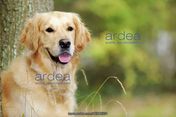 : DOG. Golden retriever in front of tree : DOG. Golden retriever in front of tree