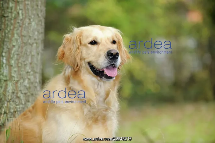 : DOG. Golden retriever in front of tree : DOG. Golden retriever in front of tree