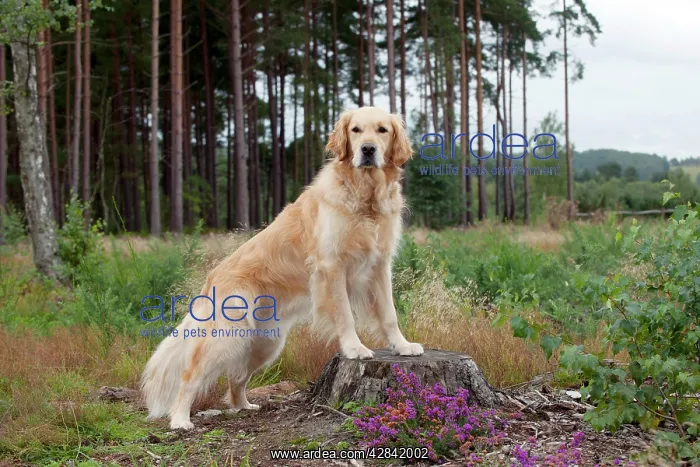 : DOG - Golden retriever on tree stump : DOG - Golden retriever on tree stump