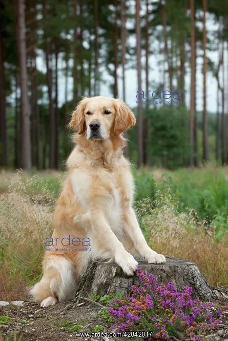 : DOG - Golden retriever on tree stump : DOG - Golden retriever on tree stump